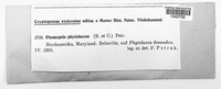 Phomopsis phytolaccae image